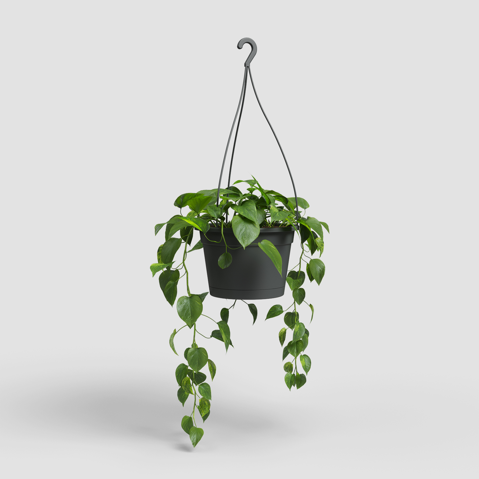 Madagascar Hanging Basket