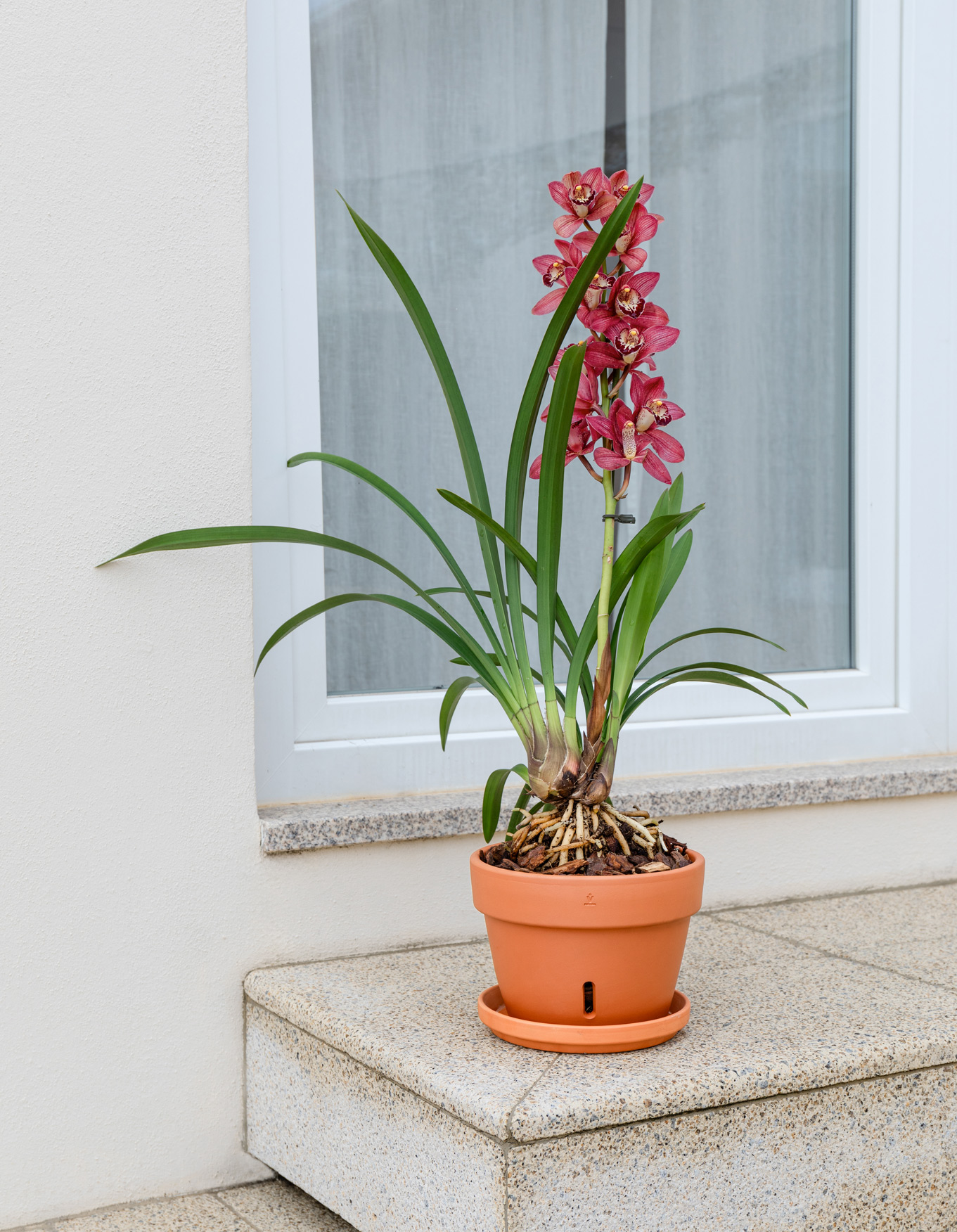 Amália Orchid Pot