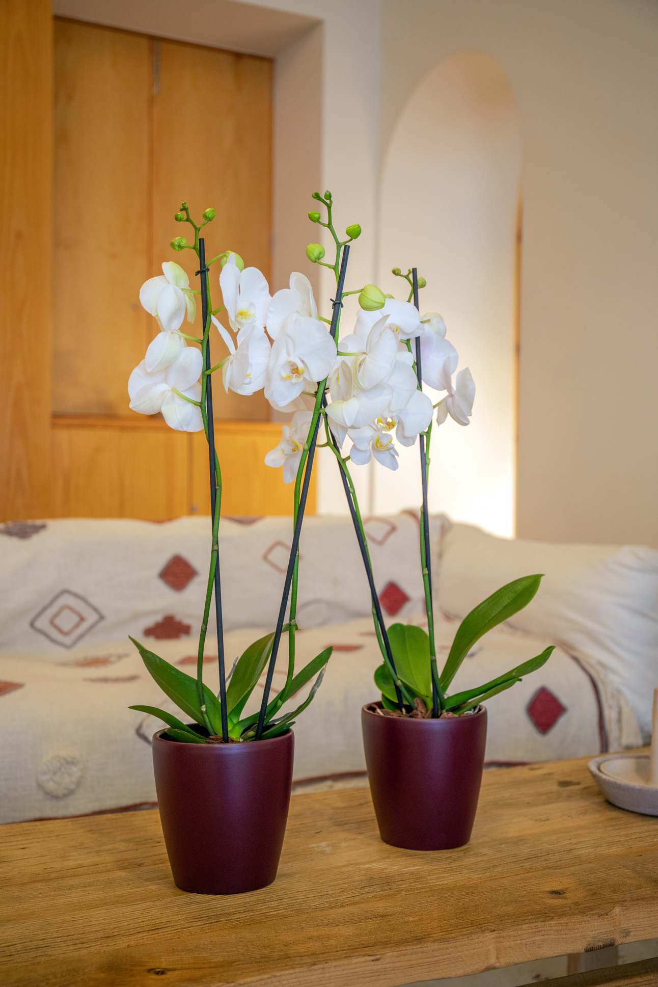 Thalia Orchid Pot